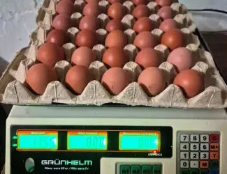 Зображення для оголошення Продам яйця столові категорії S