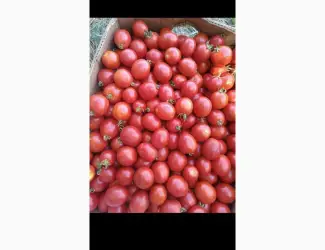 Зображення для оголошення Продам томати
