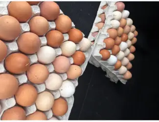Зображення для оголошення Продам Яйце домашнє (опт /дрібний опт /роздріб)