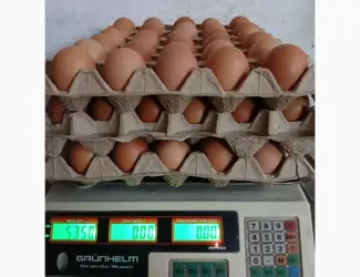 Зображення для оголошення Куриные яйца в столовые