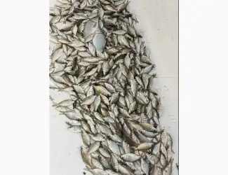 Зарибок Короп