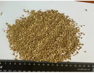 Зображення для оголошення Канаркове Просо