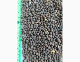 Зображення для оголошення Продам вику озиму (горошок паннонський)