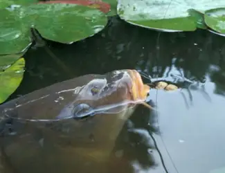 Зарыбление водоемов
