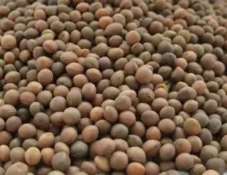 Зображення для оголошення Куплю вику ЯРУ і ОЗИМУ