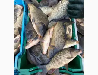 Зображення для оголошення Продам живу рибу