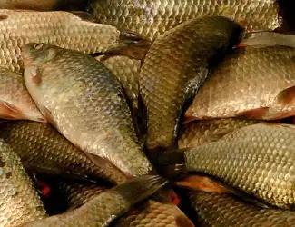 Зображення для оголошення Куплю Коропа різних розмірів