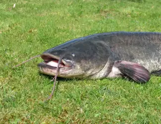 Зображення для оголошення Куплю сома різних розмірів