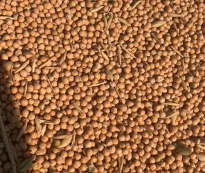 Зображення для оголошення Продам нут