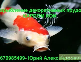 Карпы Кои