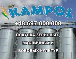Зображення для оголошення Куплю сорго белое