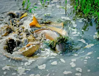 Весеннее зарыбление водоемов