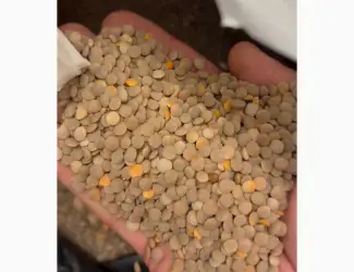 Сочевиця червона