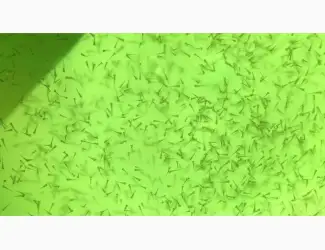 Зарыбление личинкой в весеннее летний сезон