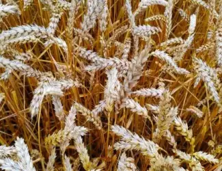 Зображення для оголошення Купуємо відходи