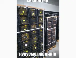 Зображення для оголошення Куплю дикий виноградний равлик HELIX POMATIA