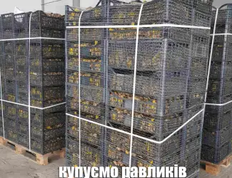 Зображення для оголошення Куплю равлики дикі виноградні