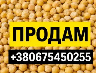 Продам горох жовтий