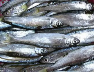 Продам оптом верховодку (себель). Доставка по договоренности