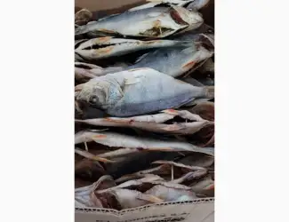 Продам окунь вяленный 110грн/кг. Опт. Продам окунь вяленный 120грн/кг. Опт