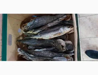 Продам сом