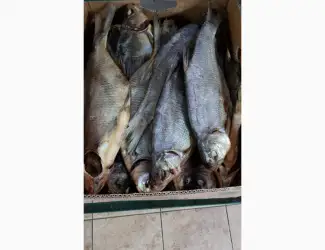 Продам лещ вяленный 100грн/кг. Опт