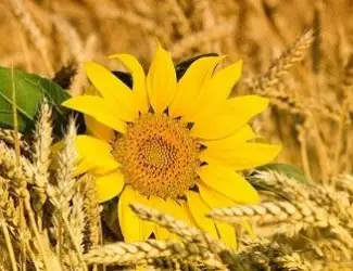Зображення для оголошення Купуємо зерновідходи та некондицію. Самовивіз
