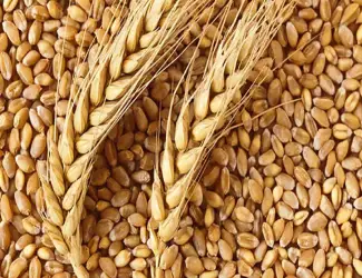 Зображення для оголошення Закуповуємо побічні продукти зернових