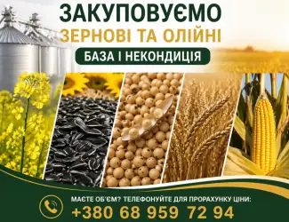 Зображення для оголошення Закуповуємо зернові та олійні: база і некондиція