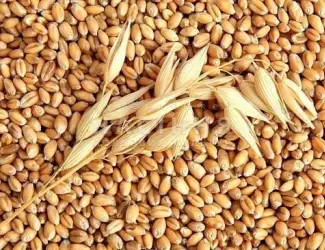 Зображення для оголошення Закупаем с места Зерновые культуры Черкасская Кировградская обл