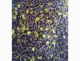 Продам чорницю морожену