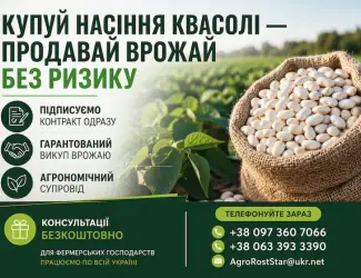Зображення для оголошення Насіння квасолі білої. Гарантований викуп врожаю