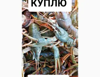 Зображення для оголошення Купляємо живих раків