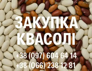 Закупівля квасолі оптовими партіями