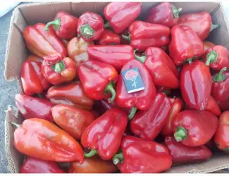 Зображення для оголошення Продам красный перец ВИКТОРИЯ