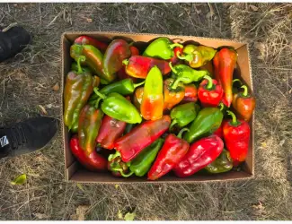 Зображення для оголошення Продам перец сорт Ферарі