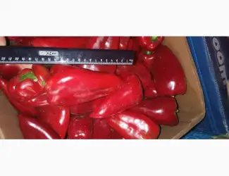 Зображення для оголошення Продам солодкий перець Навігатор оптом 35 грн/кг (Київська обл Обухівський р-н село Верем'