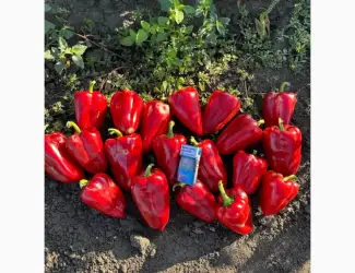 Зображення для оголошення Продам перець