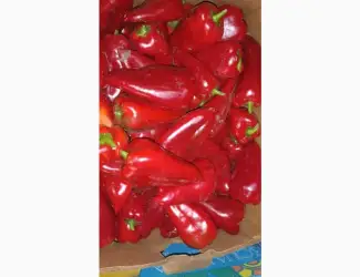 Зображення для оголошення Продам перець солодкий сорт Навігатор (Київська обл.