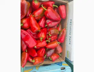 Зображення для оголошення Продам перець Ферарі