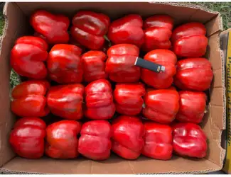 Зображення для оголошення Продамо перець