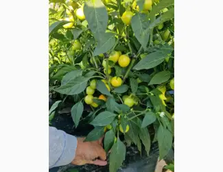 Зображення для оголошення Продам перець глобус