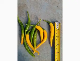 Зображення для оголошення Продам гострий перець
