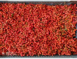Продам горобину заморожену