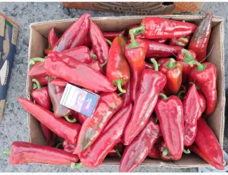 Зображення для оголошення Продам перець