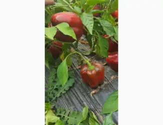 Зображення для оголошення Продам Перець Геркулес на переробку
