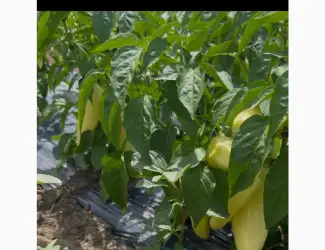 Зображення для оголошення Продам перець ХАСКІ -Амарок