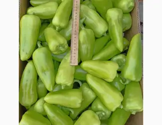 Зображення для оголошення Продам перець