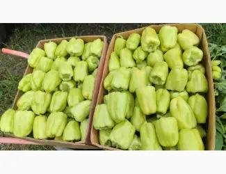 Зображення для оголошення Продам перець