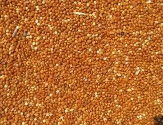 Зображення для оголошення Куплю просо жовте продовольче та фураж